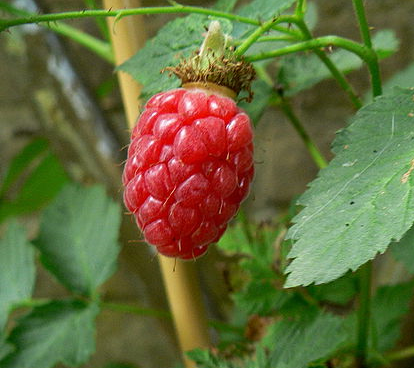 Tayberry szedermalna